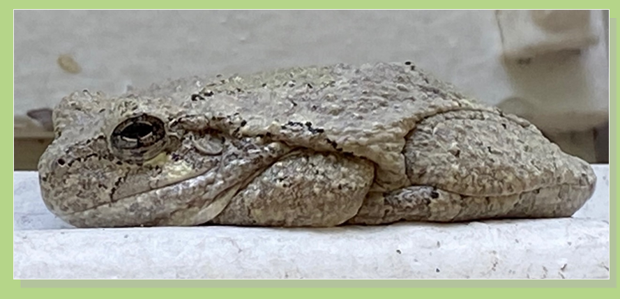 Gray Treefrog in tucked-in, immobile, camouflage position, Luray, Virginia -  Photo Credit:  Stephen L. Wendt
